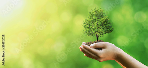 Fotomural Tree planting on volunteer family's hands for eco friendly and corporate social