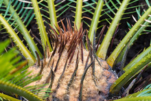 Cycas Plant Cone
