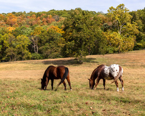 landscape with two horses grazing in a pasture in early autumn