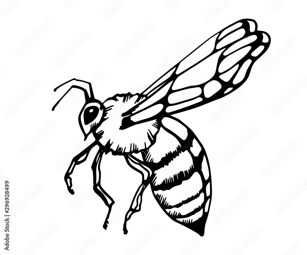 Honey bee vintage vector drawing. Hand drawn isolated insect sketch. vector  illustrations. Great for logo, icon, label, packaging design. Stock Vector  | Adobe Stock, image size:1000x833