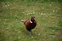 Strutting And Strolling Pheasant In A Grass Field With Small White Flowers