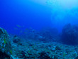 © Tek - トカラ列島_口之島_スキューバダイビング