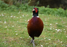 Strutting Male Pheasant In The United Kingdom