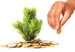 Christmas tree and money. Investment concept.