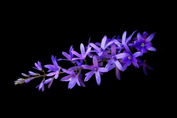 Wall Mural - Selective focus shot of a purple Dendrobium flower on a black background