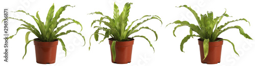Fotomural Bird nest fern, isolated on white, easy to edge out.