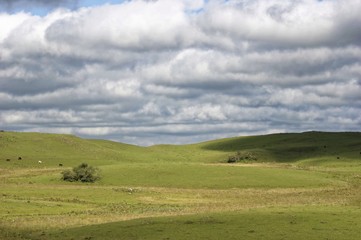 Sticker - Beautiful shot of a green field under the white cloudy sky