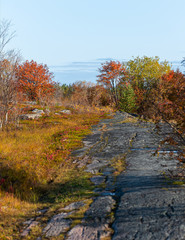 Wall Mural - autumn in the park