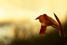 Withered Orange Flower Plant At Natural Blur Golden Sunset Sky In Hopeless Concept