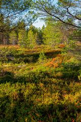 Wall Mural - autumn in the park