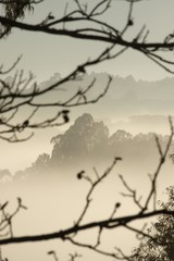 Poster - Vertical shot of scenery of bare tree branches in front of a foggy mountainous landscape