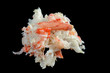 Raw crab meat for barbecue