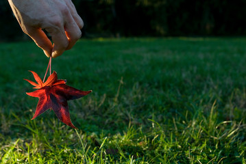 closeup of a Maple plant leaf (Acer pseudoplatanus), red, orange, in the hand of a girl during sunset, park, autumn, season, sun, foliage, Italy