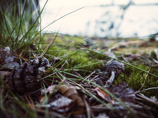 moss on tree