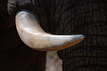 Wall Mural - elephant ivory tusk close up in kruger park south africa