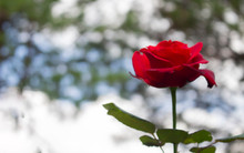  Red Rose On Bokeh Background