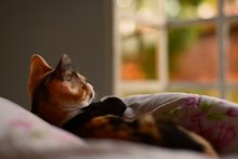 Shallow Focus Of A Cat Laying In Bed Looking Like It Just Woke Up