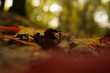  Beautiful world in miniature. Small dogs in autumn scenery