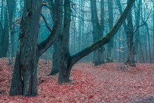Magical Foggy Forest In Late Autumn With Blue Haze And Fallen Red Leaves