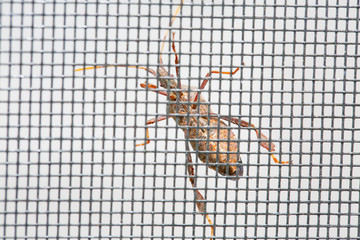 Beetle on the mesh screen closeup - Image