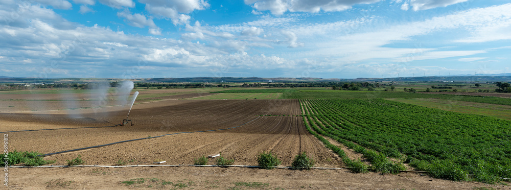 Watering green plants and plowed soil. Newly planted agriculture land. - obrazy, fototapety, plakaty 