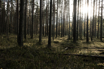  Autumn in a pine forest. Coniferous trees, green moss. It’s sunny.