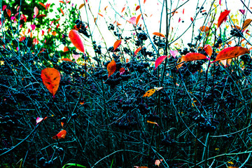 Wall Mural - Autumn has come. Black berries on a branch. Black Rowan. Edible harvest. Useful foods with vitamins. Indigents for jam, tinctures. Forest, autumn, day