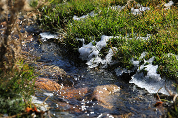 stream in forest