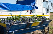 Truck With Red Grape For Wine Making. Pile Of Grape On Truck Trailer.