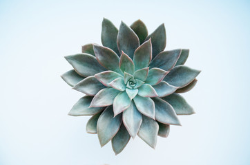  Echeveria succulent on a white background