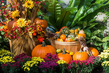 An October Halloween Scene Showing Pumpkins And Gourds