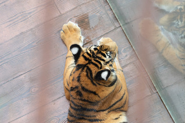 Wall Mural - big cat, tiger in a spanish zoo
