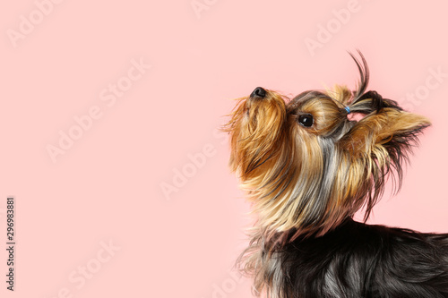 Fotomural Adorable Yorkshire terrier on pink background, space for text