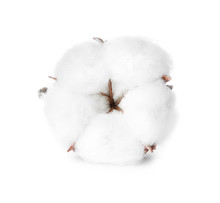 Beautiful Fluffy Cotton Flower On White Background