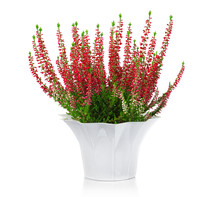 Heather Flowers/calluna Of Pink Colour With Reflection Isolated On The White Background