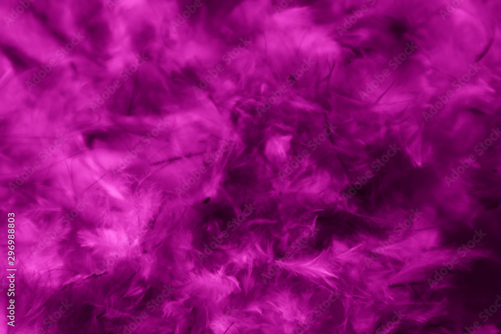 Beautiful abstract blue pink feathers on darkness background and colorful purple feather texture pattern - obrazy, fototapety, plakaty 