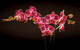 Fototapeta Storczyk - Falenopsis,  ćmówka, Phalaenopsis multiflora roślina z rodziny storczykowatych, orchidea, storczyk