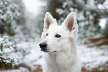Adorable Young White Swiss Shepherd Dog Posing In Winter Outdoors