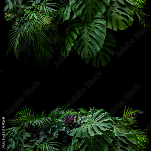 Tropical leaves foliage rainforest plants bush floral arrangement nature  frame backdrop on black background. - Buy this stock photo and explore  similar images at Adobe Stock | Adobe Stock