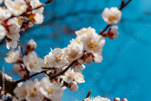 Spring flowers of apricot tree on the branches.