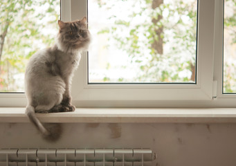 The gray cat sitting on window sill looking at camera