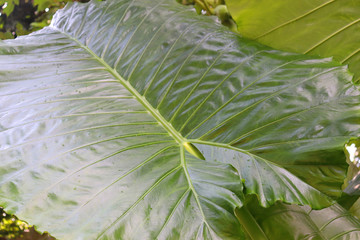 large green leaves and flowers in a tropical flora garden in Thailand in the sun