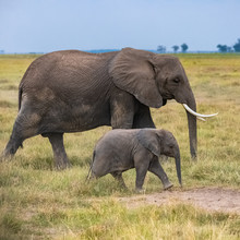 Two Elephants In The Savannah In The Serengeti Park, The Mother And A Baby Elephant Walking