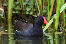 Portrait Of A Moorhen (gallinula Chloropus) Swimming In The Water