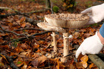 One hand holding a big parasol mushroom(macrolepiota procera) and the other hand cutting its stem. Hands and light cream gloves. Beautiful bright red brown orange colorful  leaves and autumn forest.