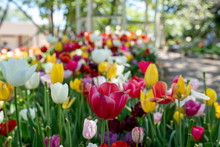 Flowering Tulips In A Garden Bed During Spring Time