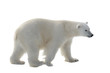 Polar bear isolated on white background