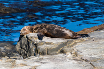 Wall Mural - sea lion on rock