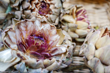 Close Up And Macro View At Ripe Purple Artichokes Head With Flower In Bloom Are Sold In Market.