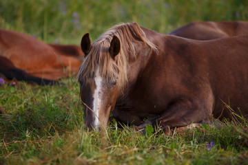 Wall Mural - horse sleeping at the field